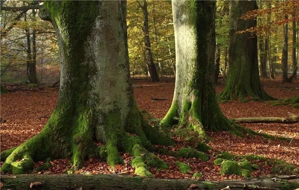 大自然家居：500多年前的树洞被揭开，震惊世人!