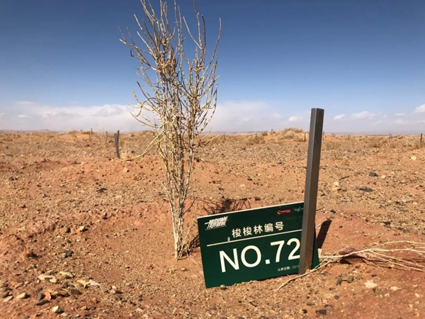 大自然家居：敢与我一起征战沙漠种梭梭树吗？