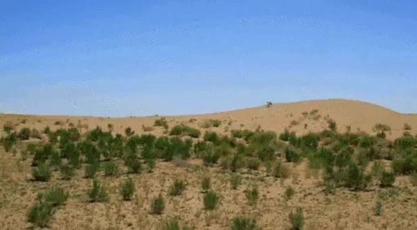 大自然家居：敢与我一起征战沙漠种梭梭树吗？