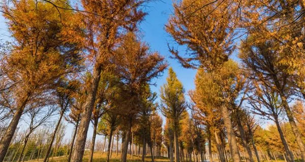 枫景无框窗|重阳节 霜降